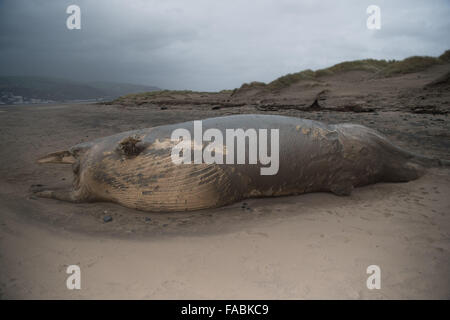 Ynyslas Beach near Aberystwyth, Wales, UK. 26th December, 2015.   A dead whale, identified locally  as a minke whale, washed up by the stormy weather on the beach at Ynyslas just north of Aberystwyth on the west wales coast   The severe weather is set to continue with several ‘red’ warnings in place in north Wales and England, warning of the risk to life and property from the intense heavy rain and flooding  photo Credit:  Keith Morris / Alamy Live News Stock Photo