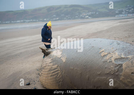 Ynyslas Beach near Aberystwyth, Wales, UK. 26th December, 2015.   People looking at and photographing the decomposing and rotting  body of a  15' dead whale, identified locally  as a minke whale, washed up on Christmas Day by the stormy weather on the beach at Ynyslas just north of Aberystwyth on the west wales coast     photo Credit:  Keith Morris / Alamy Live News