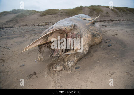 Ynyslas Beach near Aberystwyth, Wales, UK. 26th December, 2015.   A dead  and decomposing body of a whale, identified locally  as a minke whale, washed up by the stormy weather on the beach at Ynyslas just north of Aberystwyth on the west wales coast   photo Credit:  Keith Morris / Alamy Live News Stock Photo