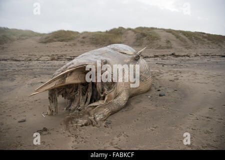 Ynyslas Beach near Aberystwyth, Wales, UK. 26th December, 2015.   The badly decomposed body of a  dead whale, identified locally  as a minke whale, washed up on Christmas Day by the stormy weather on the beach at Ynyslas just north of Aberystwyth on the west wales coast     photo Credit:  Keith Morris / Alamy Live News Stock Photo
