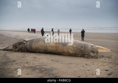 Ynyslas Beach near Aberystwyth, Wales, UK. 26th December, 2015.   People looking at and photographing the decomposing and rotting  body of a  15' dead whale, identified locally  as a minke whale, washed up on Christmas Day by the stormy weather on the beach at Ynyslas just north of Aberystwyth on the west wales coast     photo Credit:  Keith Morris / Alamy Live News Stock Photo