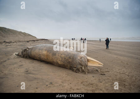 Ynyslas Beach near Aberystwyth, Wales, UK. 26th December, 2015.   People looking at and photographing the decomposing and rotting  body of a  15' dead whale, identified locally  as a minke whale, washed up on Christmas Day by the stormy weather on the beach at Ynyslas just north of Aberystwyth on the west wales coast     photo Credit:  Keith Morris / Alamy Live News Stock Photo