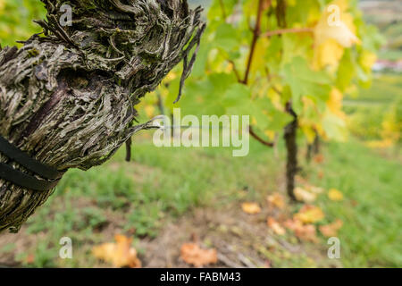 Old vine with cracked bark in a vineyard Stock Photo