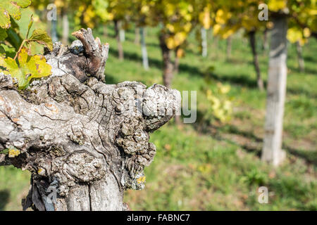 Old vine with cracked bark in fall in a vineyard Stock Photo