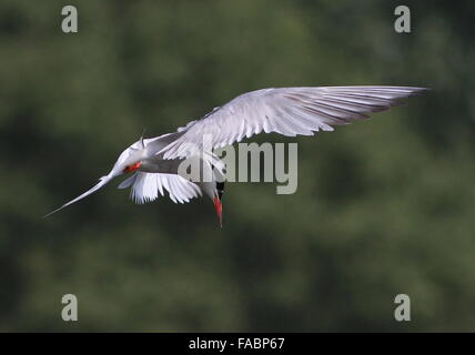 Eurasian Common Tern (Sterna hirundo) in flight, hovering over the water while hunting for fish Stock Photo