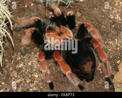 Mexican Fireleg or Rustleg tarantula (Brachypelma boehmei) native to Mexico, mainly the Pacific Coast of Guerrero state. Stock Photo