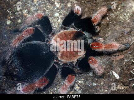 Mexican Fireleg or Rustleg tarantula (Brachypelma boehmei) native to Mexico, mainly the Pacific Coast of Guerrero state. Stock Photo