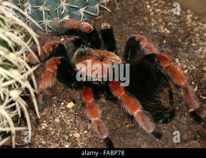 Mexican Fireleg or Rustleg tarantula (Brachypelma boehmei) native to Mexico, mainly the Pacific Coast of Guerrero state. Stock Photo