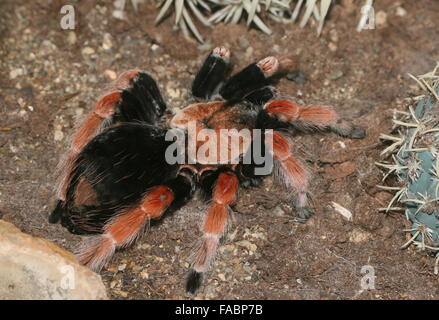 Mexican Fireleg or Rustleg tarantula (Brachypelma boehmei) native to Mexico, mainly the Pacific Coast of Guerrero state. Stock Photo