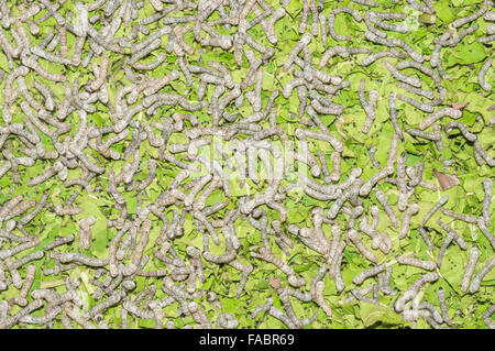 Close up Silkworm eating mulberry green leaf Stock Photo