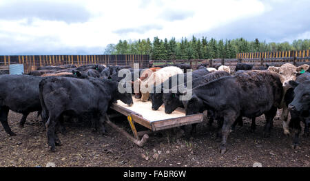 Galloway Black Angus X yearlings, beef cattle feeding on ground barley & Diatomaceous Earth. Stock Photo