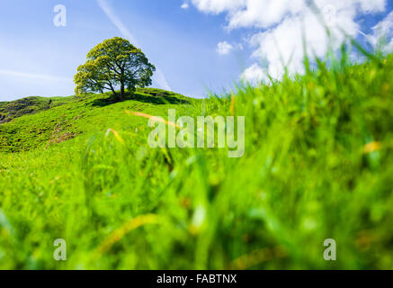 Green Oak Tree on the Top of Fresh Green Peakland, with Blurred Foreground,Spring Season in Peak District Stock Photo