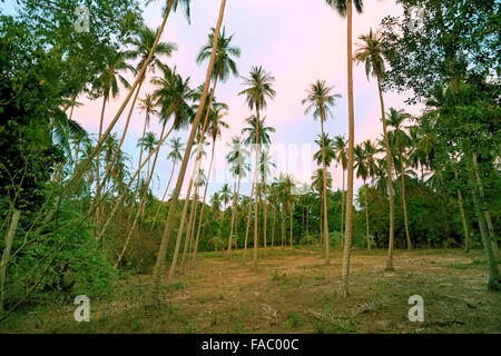 Beautiful palm grove in Thailand on Koh Samui Stock Photo