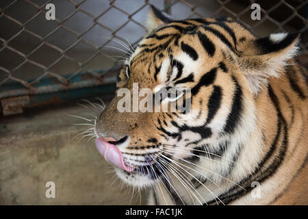 Chiang Mai Tiger Kingdom Stock Photo