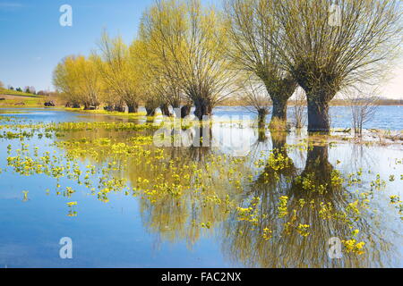 Spring landscape, Biebrza National Park, Poland Stock Photo