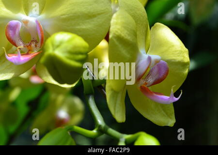 Yellow pink white orchids on branch Stock Photo