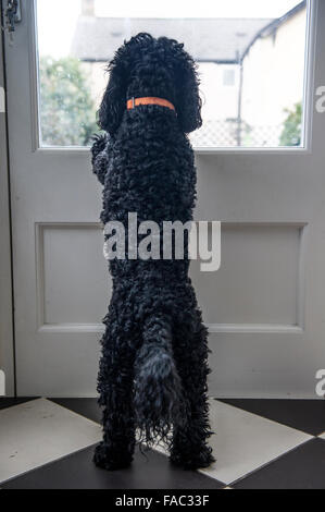 A dog looks outside into the garden Stock Photo