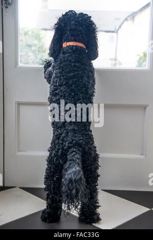 A dog looks outside into the garden Stock Photo