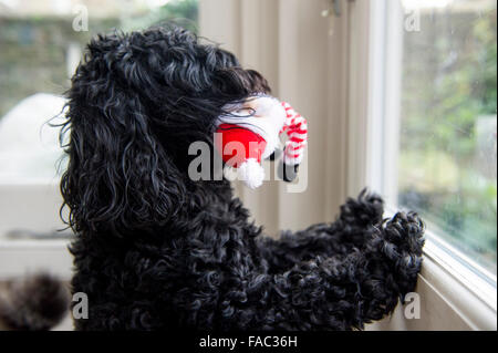 A dog looks outside into the garden with a Father Christmas toy in its mouth Stock Photo