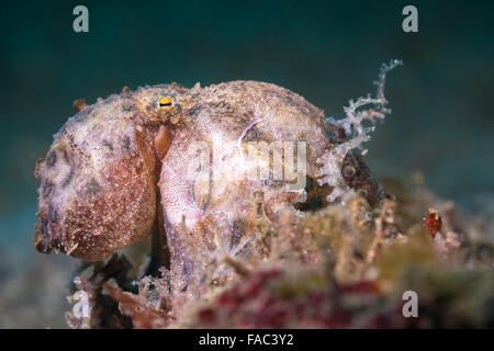 Blue-ringed Octopus (Hapalochlaena sp.) resting on a coral bommie Stock Photo