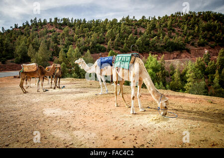 Camels encountered south of Marrakech, Morocco Stock Photo