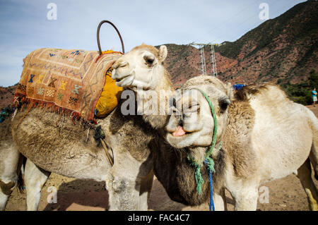 Friendly camels encountered south of Marrakech, Morocco Stock Photo