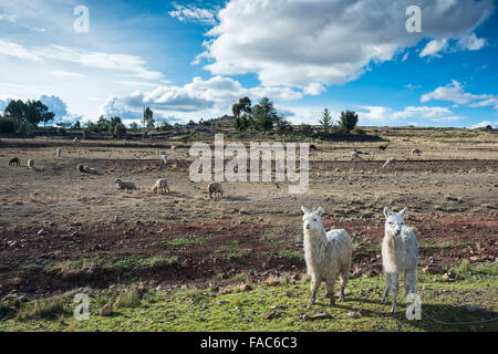 llamas are front of Terraced Inca fields and ruins of village in the Andes, Puno, Peru, South America Stock Photo