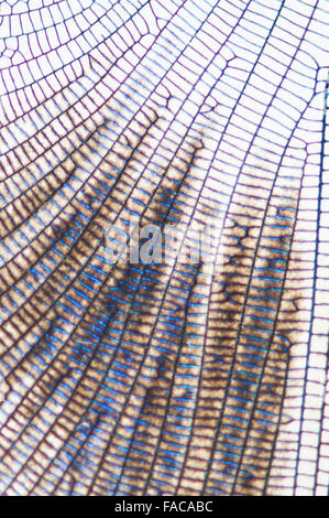 Nice square structure with many small cells Stock Photo