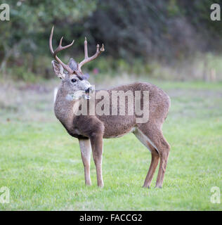 Black-tailed Deer Buck Looking Back in the Meadow Stock Photo