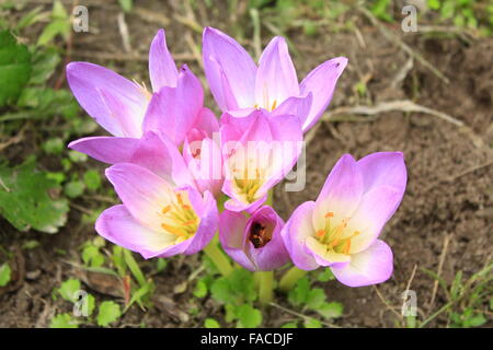 beautiful pink flowers of Colchicum autumnale blossoming in the Autumn Stock Photo