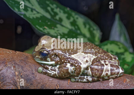 Amazon milk frog (Trachycephalus resinifictrix) is a large species of arboreal frog native to the Amazon Rainforest in South Ame Stock Photo