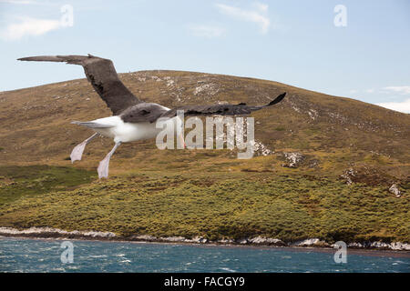 Tussock grass on Westpoint island in the Falkland islands off Argentina, South America with a Black Browed Albatross, Thalassarche melanophris. Stock Photo