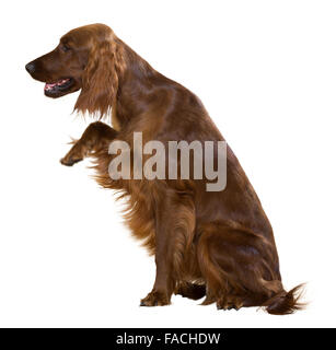 Sitting red setter Isolated over white  background Stock Photo