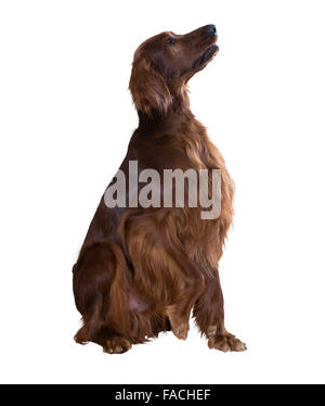 Irish Setter, isolated over white backgroung Stock Photo