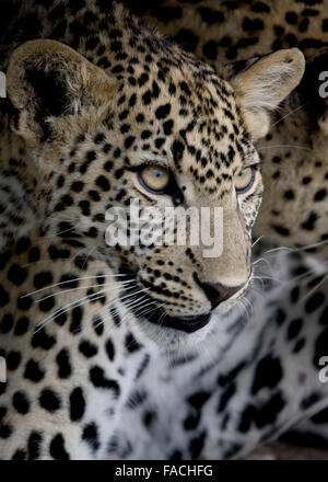 Leopard Cub Head View Tanzania East Africa Stock Photo