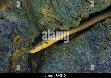 Reedfish, ropefish, or snakefish, Erpetoichthys calabaricus, is a species of freshwater fish in the bichir family and order. Stock Photo