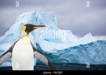 Icebergs off the South Orkney Islands with a King Penguin, just off the Antarctic Peninsular. This area is one of the most rapid Stock Photo