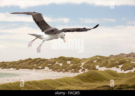 Gypsy Cove near Port Stanley in the Falkland Islands with a Black Browed Albatross. Stock Photo