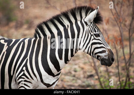 African Zebra closeup Stock Photo