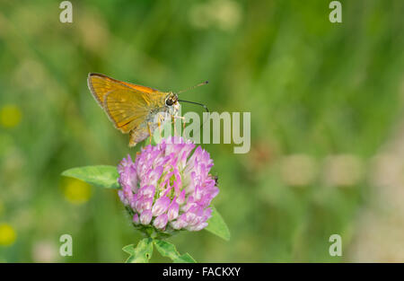 Skipper (Hesperiidae) butterfly sucking nectar on flowering wild clover Stock Photo
