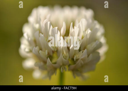Close up of a white clover flower with a soft yellow background. Stock Photo
