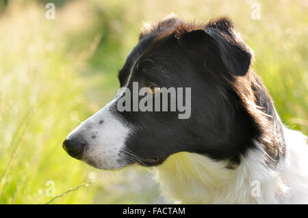 Border Collie in warm summer sunshine in the English countryside. Stock Photo