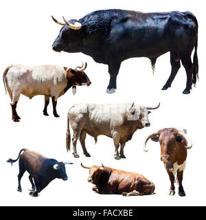 Set of bulls. Isolated over white Stock Photo