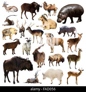 Set of blue wildebeest, hippo and other Artiodactyla mammal animals on white Stock Photo