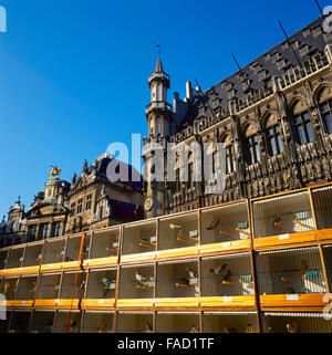 A view of the Grand Place in Brussels, Belgium. On Sunday there is a kind of bird market on this UNESCO World Heritage site Stock Photo