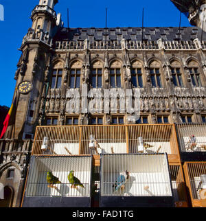 A view of the Grand Place in Brussels, Belgium. On Sunday there is a kind of bird market on this UNESCO World Heritage site. Stock Photo