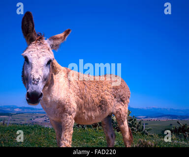 Close up of donkey against clear blue sky Stock Photo
