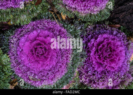 Ornamental Kale and Cabbage Stock Photo