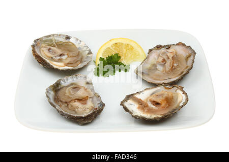 Raw oysters in shells with lemon and parslet on a plate isolated against white Stock Photo