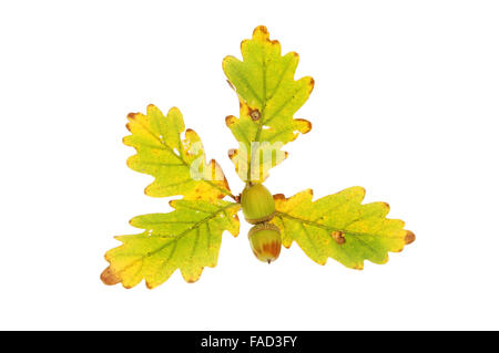 Four Autumnal Oak leaves with two acorns isolated against white Stock Photo